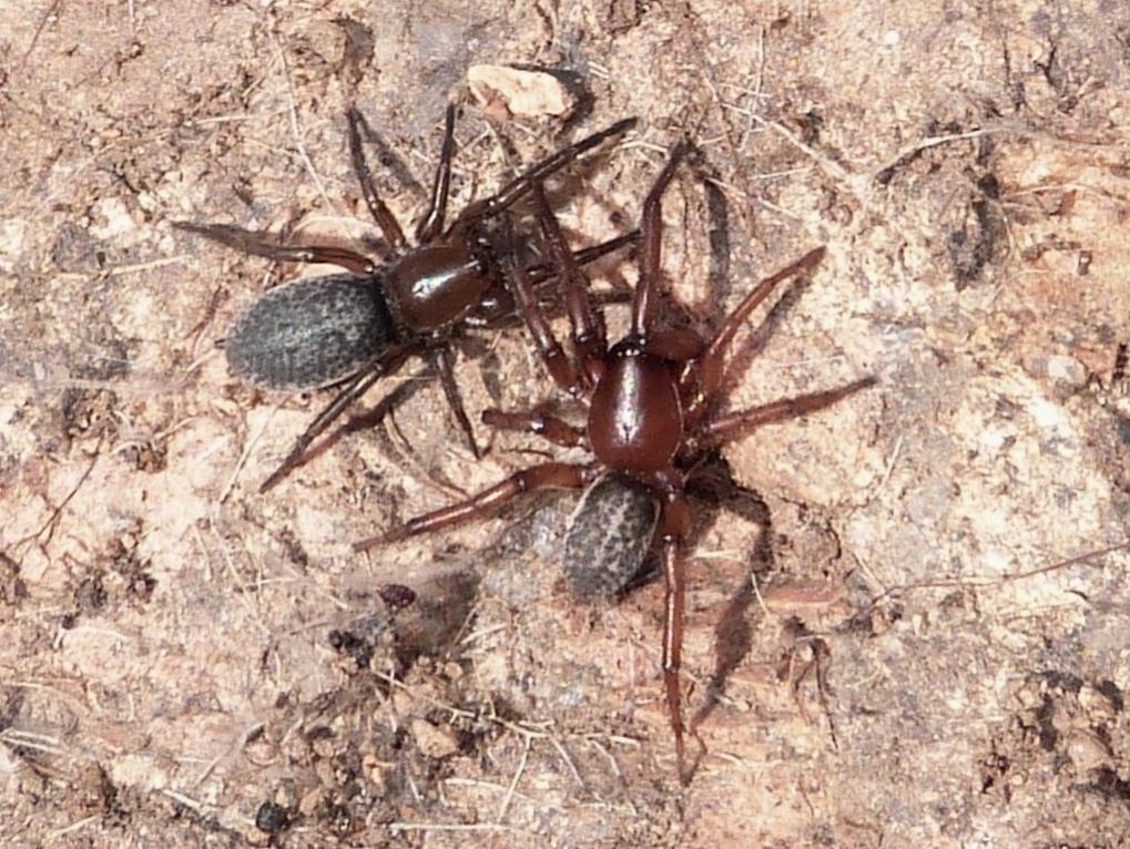 Coppia di Gnaphosa alacris - S. Teresa Gallura (OT)